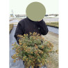 POTENTILLA fruticosa GOLDSTAR En pot de 4-5 litres