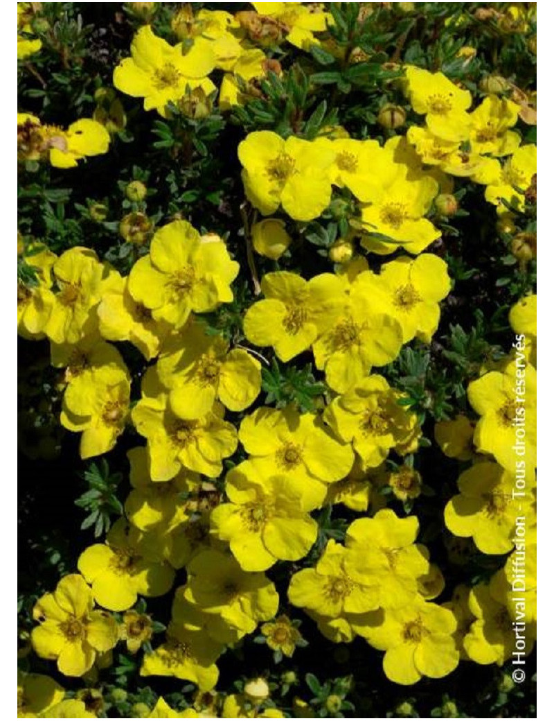 POTENTILLA fruticosa KOBOLD