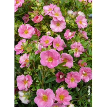 POTENTILLA fruticosa PINK PARADISE