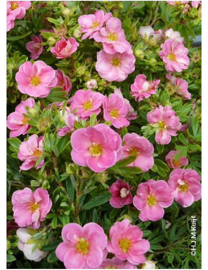 POTENTILLA fruticosa PINK PARADISE