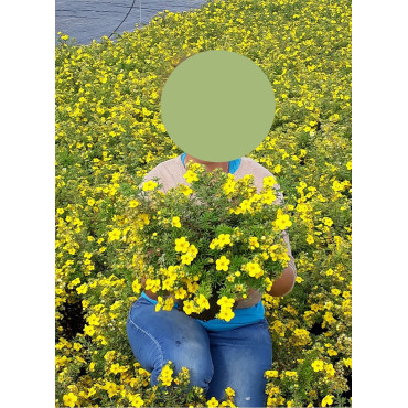 POTENTILLA fruticosa GOLDFINGER En pot de 4-5 litres