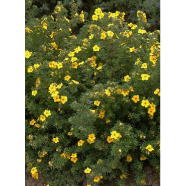 POTENTILLA fruticosa GOLDFINGER