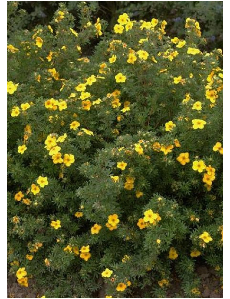 POTENTILLA fruticosa GOLDFINGER