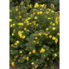 POTENTILLA fruticosa GOLDFINGER