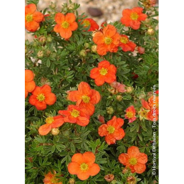 POTENTILLA fruticosa RED JOKER