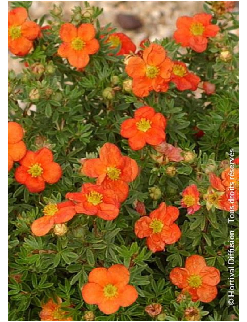 POTENTILLA fruticosa RED JOKER