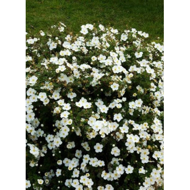 POTENTILLA fruticosa ABBOTSWOOD