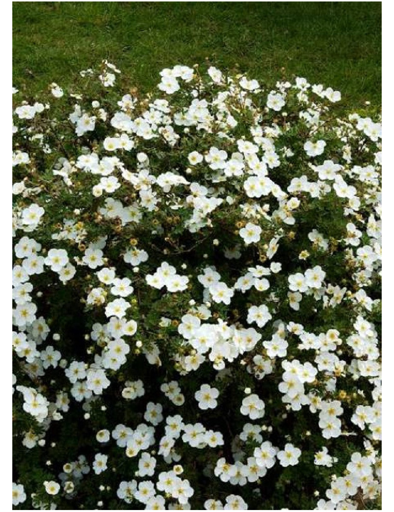 POTENTILLA fruticosa ABBOTSWOOD