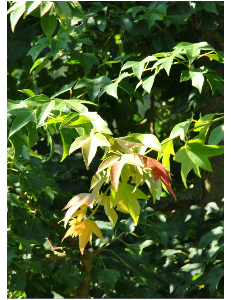 ACER buergerianum