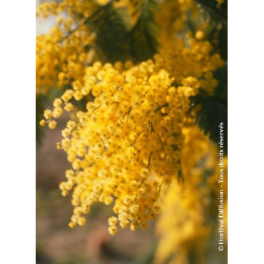 ACACIA dealbata