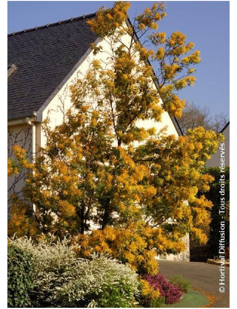 ACACIA dealbata LE GAULOIS