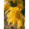 ACACIA dealbata LE GAULOIS