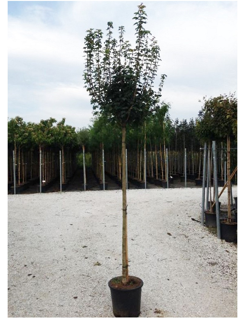 ACER campestre NANUM En pot de 25-30 litres tige hauteur du tronc 180-200 cm