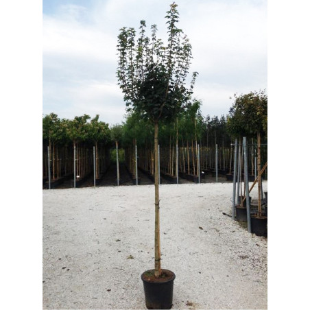 ACER campestre NANUM En pot de 25-30 litres tige hauteur du tronc 180-200 cm