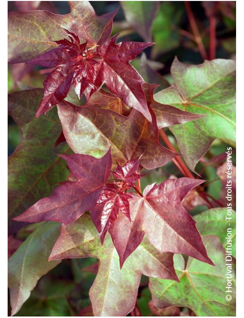 ACER cappadocicum RUBRUM