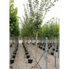 ACER cappadocicum RUBRUM En pot forme de 35-50 litres tige hauteur du tronc 180-200 cm