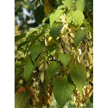 ACER davidii