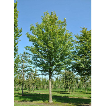 ACER rubrum ARMSTRONG