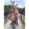 ACER rubrum ARMSTRONG En pot de 15-20 litres forme baliveau