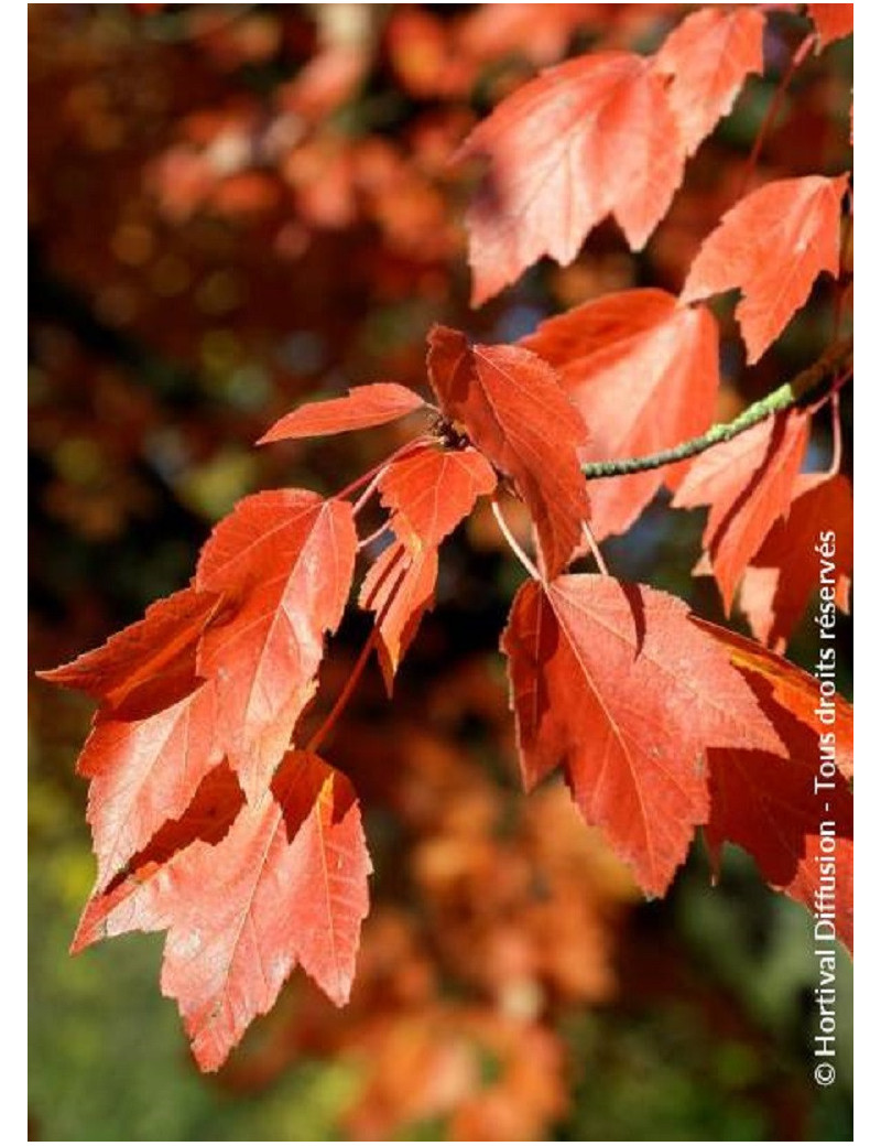 ACER rubrum ARMSTRONG