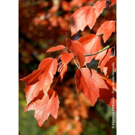 ACER rubrum ARMSTRONG