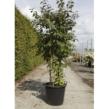 CALLICARPA bodinieri PROFUSION En pot de 50-70 litres