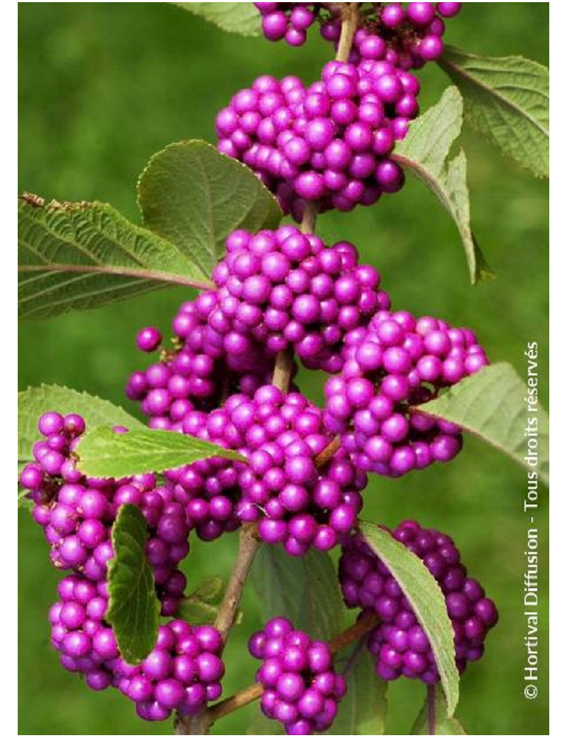 CALLICARPA bodinieri PROFUSION