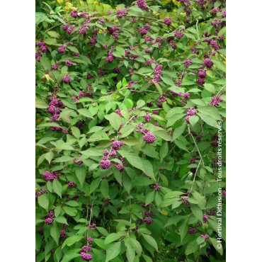 CALLICARPA bodinieri PROFUSION