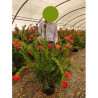 CALLISTEMON laevis En pot de 15-20 litres