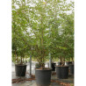 PRUNUS OKAME En pot de 70-90 litres forme cépée