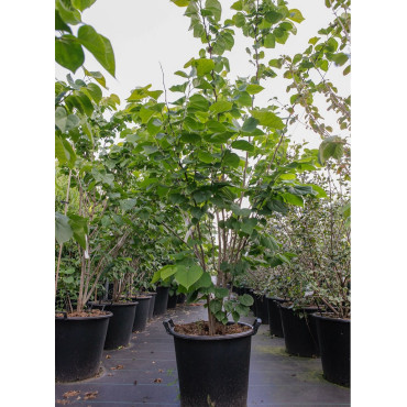 CERCIS chinensis AVONDALE En pot de 35-50 litres