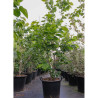 CERCIS chinensis AVONDALE En pot de 35-50 litres