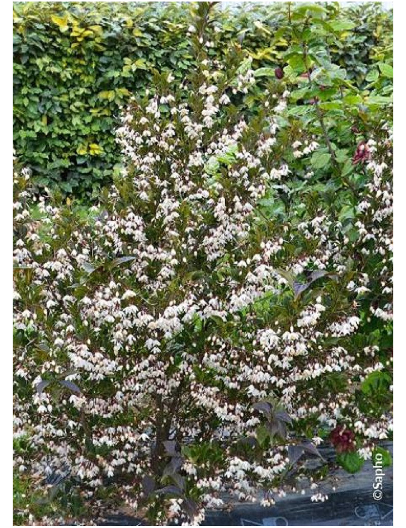 STYRAX japonicus EVENING LIGHT