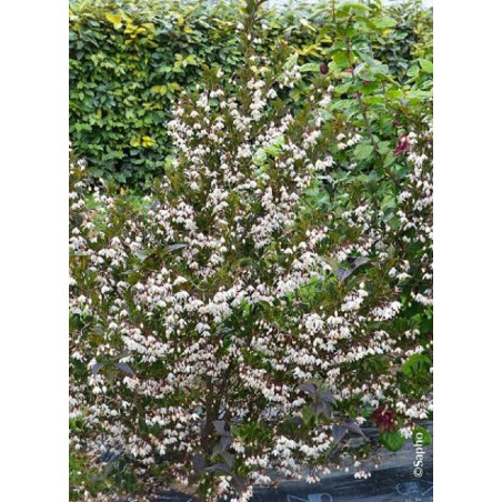 STYRAX japonicus EVENING LIGHT