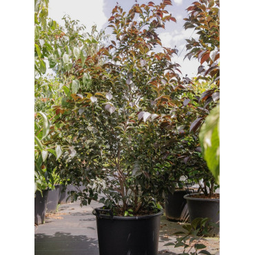 STYRAX japonicus EVENING LIGHT En pot de 35-50 litres