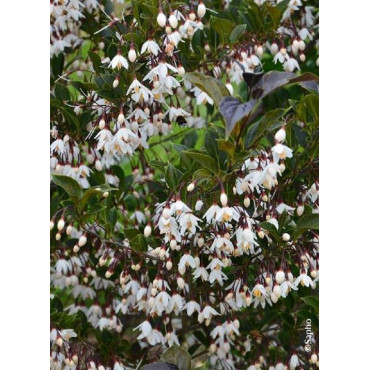 STYRAX japonicus EVENING LIGHT