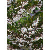 STYRAX japonicus EVENING LIGHT