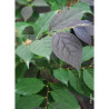 STYRAX japonicus EVENING LIGHT