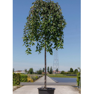 PRUNUS SNOW FOUNTAINS En pot de 35-50 litres forme tige hauteur du tronc 180-200 cm