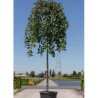 PRUNUS SNOW FOUNTAINS En pot de 35-50 litres forme tige hauteur du tronc 180-200 cm