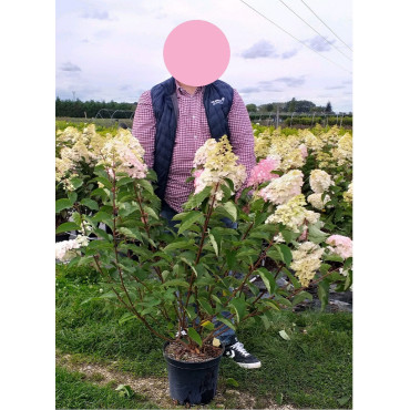 HYDRANGEA paniculata FRAISE MELBA En pot de 10-12 litres  extra