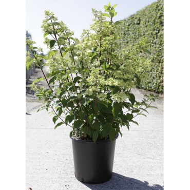 HYDRANGEA paniculata FRAISE MELBA En pot de 35-50 litres  hauteur 080-100 cm