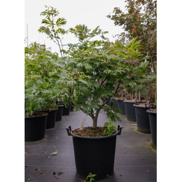 ACER japonicum ACONITIFOLIUM En pot de 30-35 litres