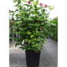 CALYCANTHUS floridus En pot de 25-30 litres