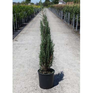 JUNIPERUS BLUE ARROW En pot de 15-20 litres