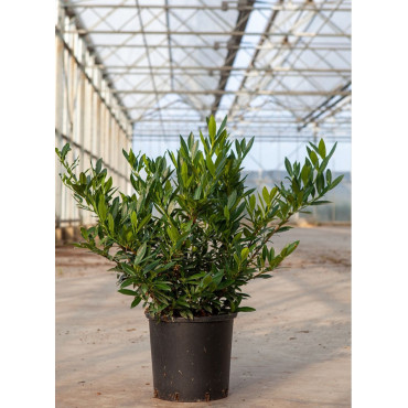 PRUNUS laurocerasus OTTO LUYKEN En pot de 15-20 litres