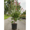 SYRINGA microphylla SUPERBA En pot de 15-20 litres