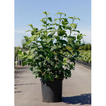 VIBURNUM opulus ROSEUM En pot de 15-20 litres