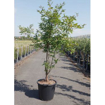 ACER griseum En pot de 35-50 litres