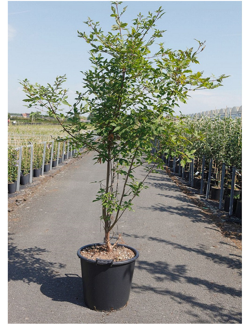 ACER griseum En pot de 35-50 litres